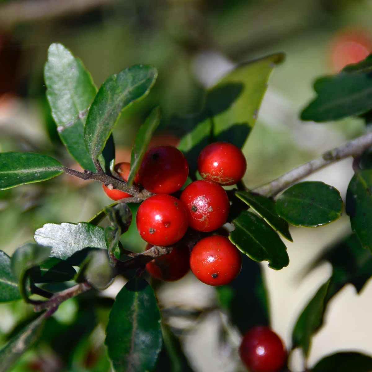 Reintegrating with Nature: Food-Foraging Edition (via WaPo&nbsp;Magazine)