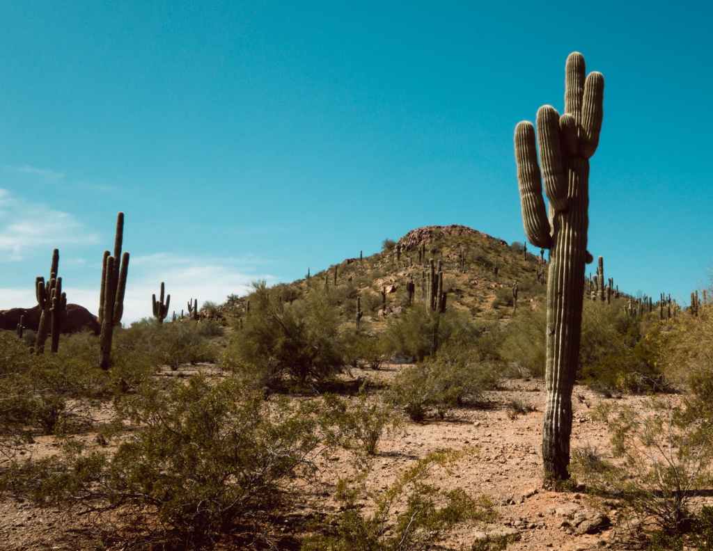 Saguaro Poems: ‘That cactus is so sturdy!’ (with&nbsp;audio)