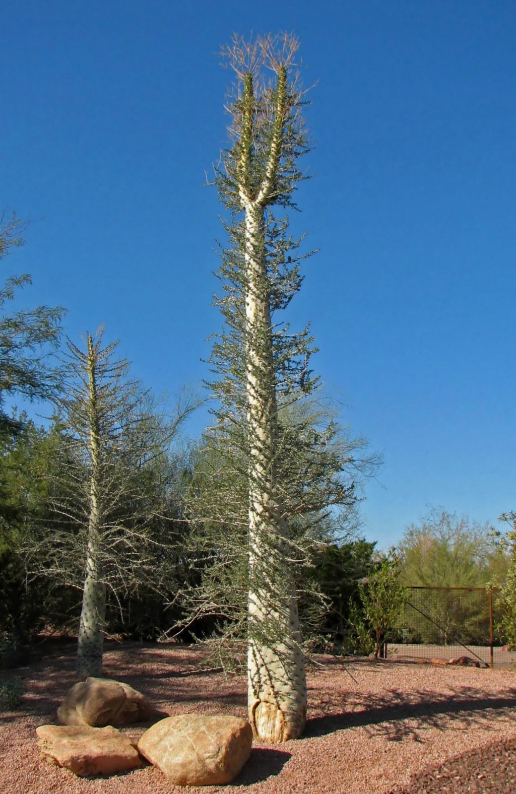 Fouquieria columnaris (‘Boojum Tree’): It’s like a tree and a cactus got together with some ocotillo and made this thing