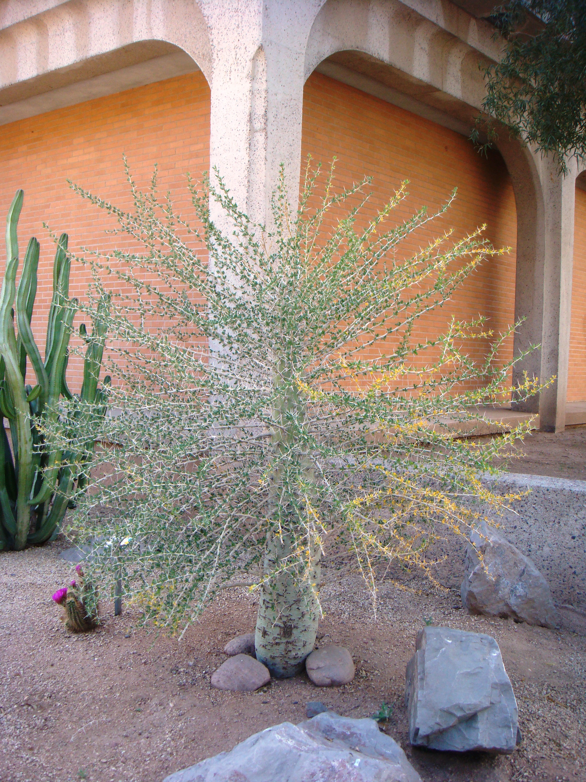 Fouquieria columnaris ('Boojum Tree'): It's like a tree and a