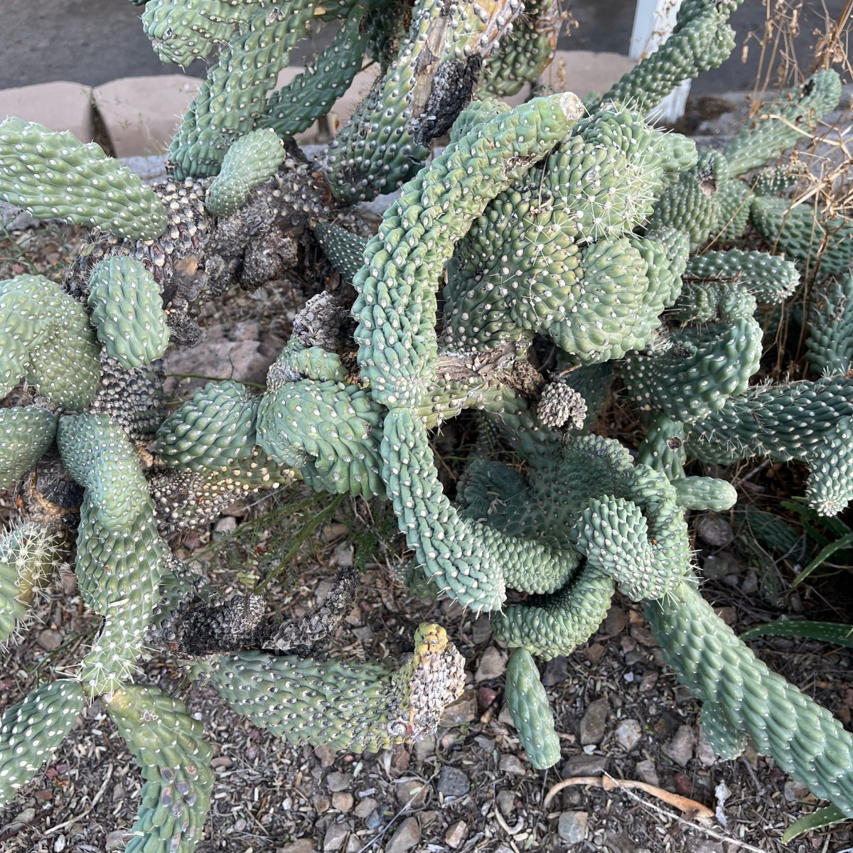 Fasciation is Fascinating: Cholla&nbsp;Edition