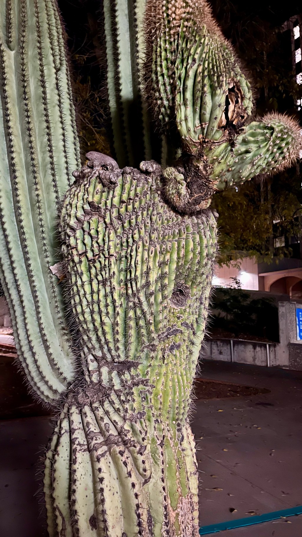 Fasciation is Fascinating: Saguaro&nbsp;Edition