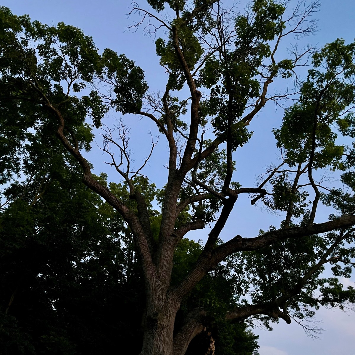 The Oaks are our mothers (Zonas of Sardis, AP 9.312, 1st&nbsp;CE)