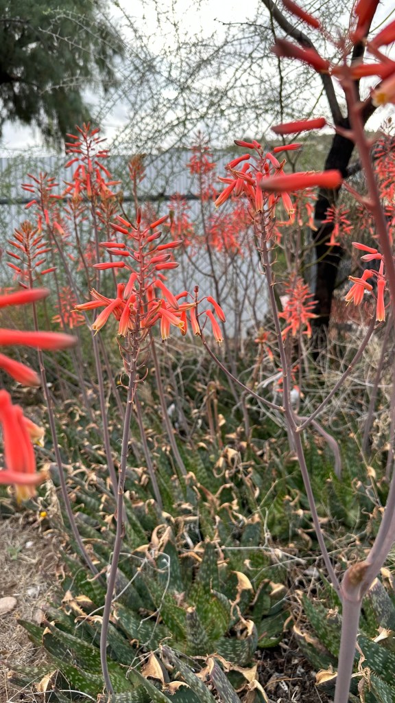 Spring Flowers, Tucson, Part 6:&nbsp;Aloe