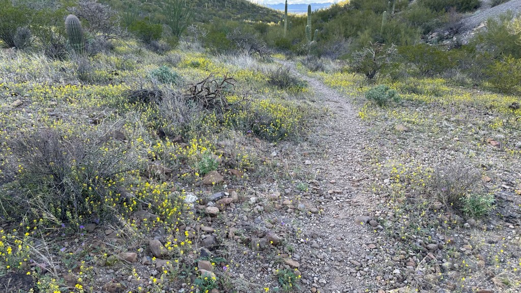Spring Flowers, Tucson, Part 2: yellow and purple&nbsp;meadows