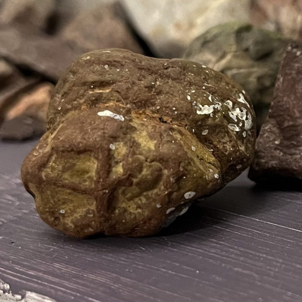 image of a petrified walnut