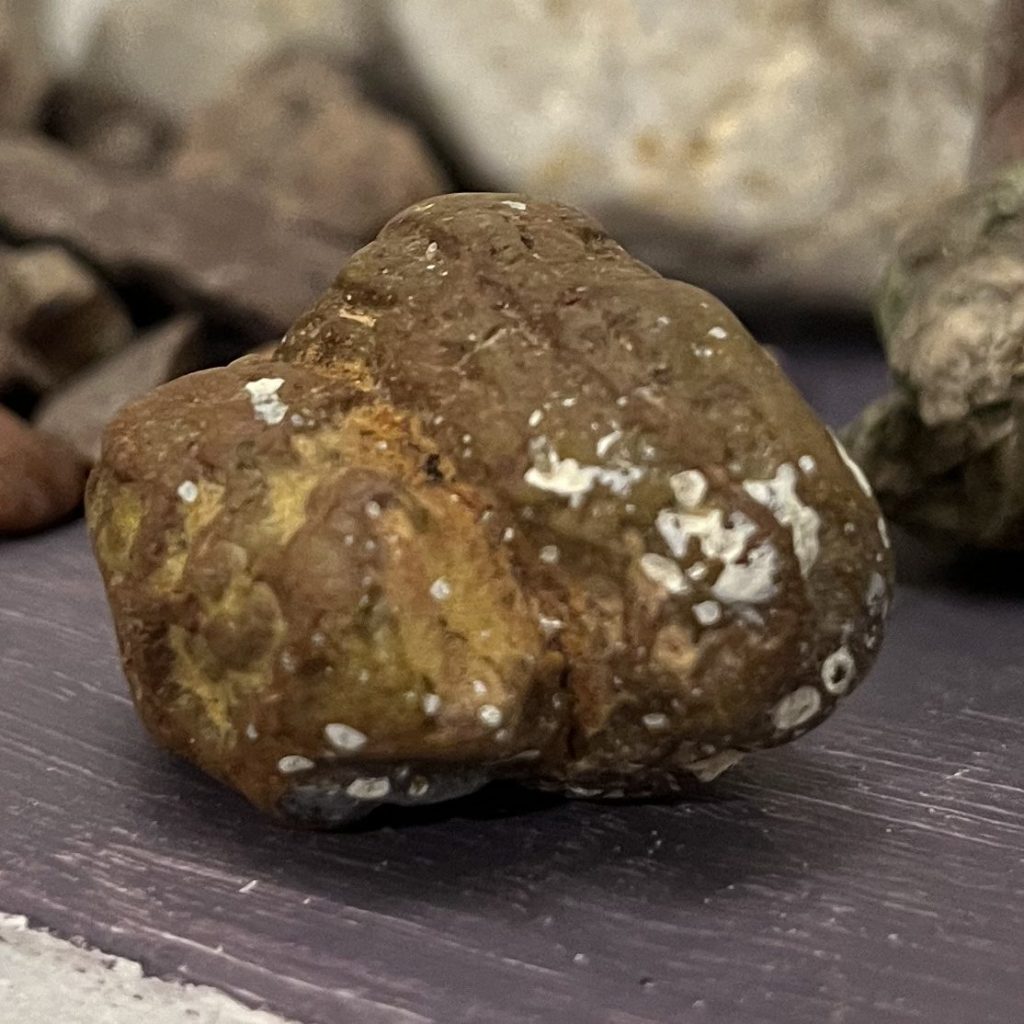 image of a petrified walnut
