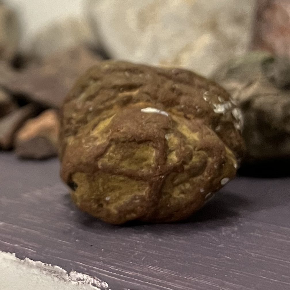 image of a petrified walnut