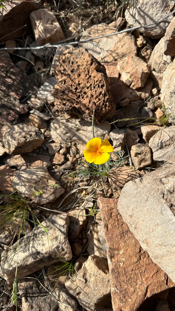 Spring Flowers, Tucson, Part 8: One Californian Poppy (Eschscholzia&nbsp;californica)