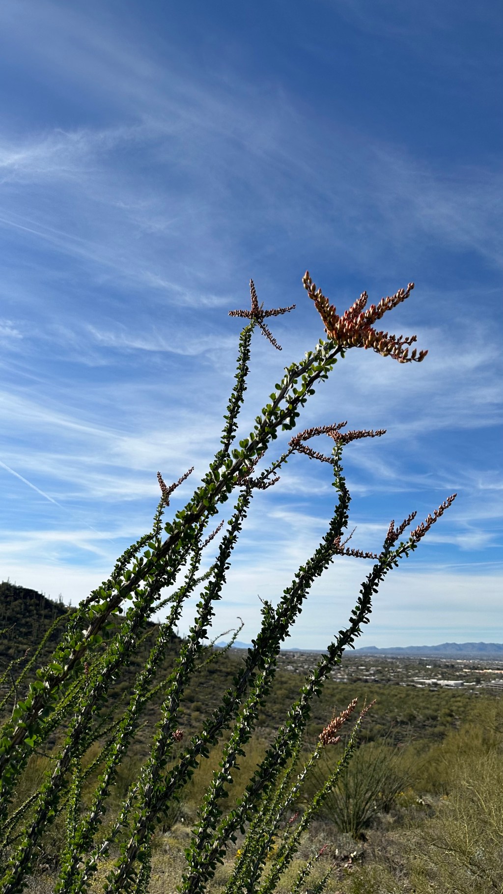 Spring Flowers, Tucson, Part 7: Ocotillo&nbsp;Buds!