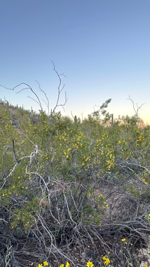 Spring Flowers, Tucson, Part 11: Creosote Bushes (Larrea&nbsp;tridentata)