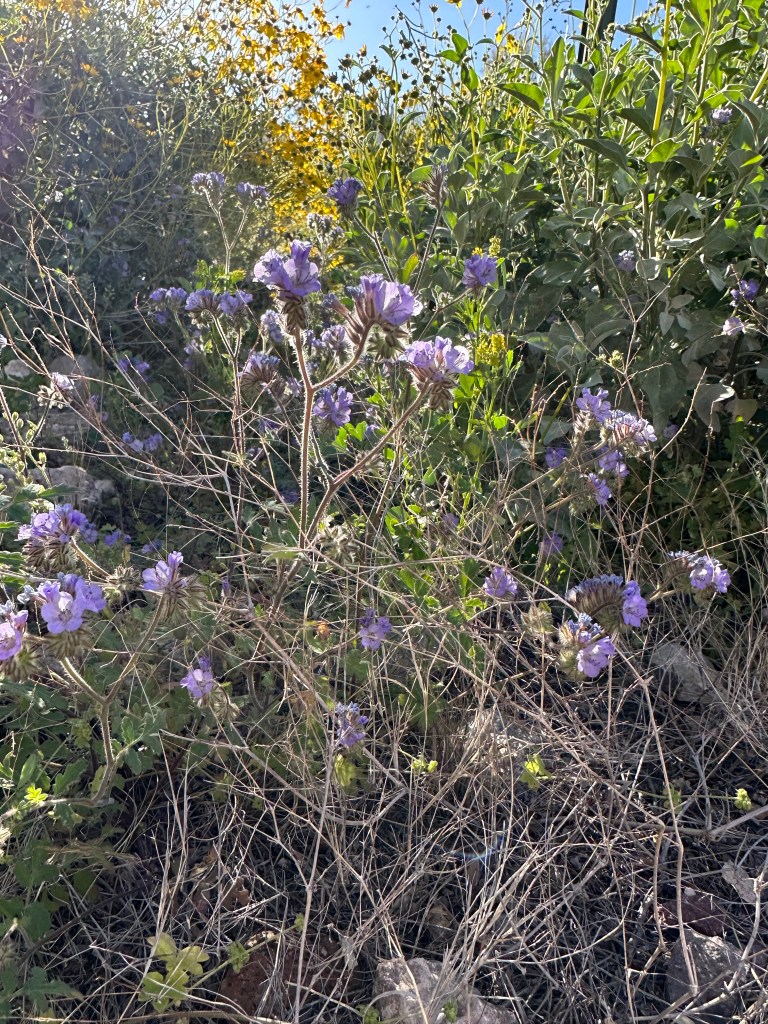 Spring Flowers, Tucson, Part 10: Purple Flower Appreciation (Phacelia&nbsp;crenulata)