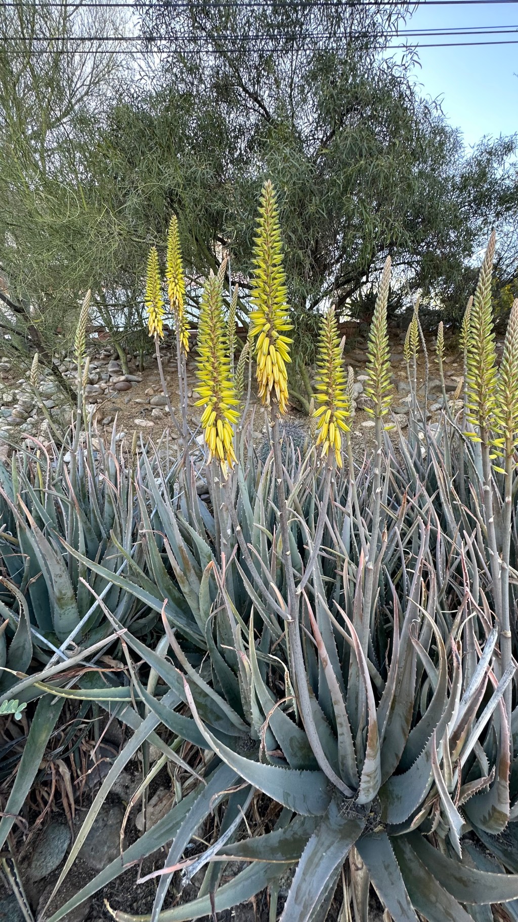 Spring Flowers, Tucson, Part 13: Yellow Aloe