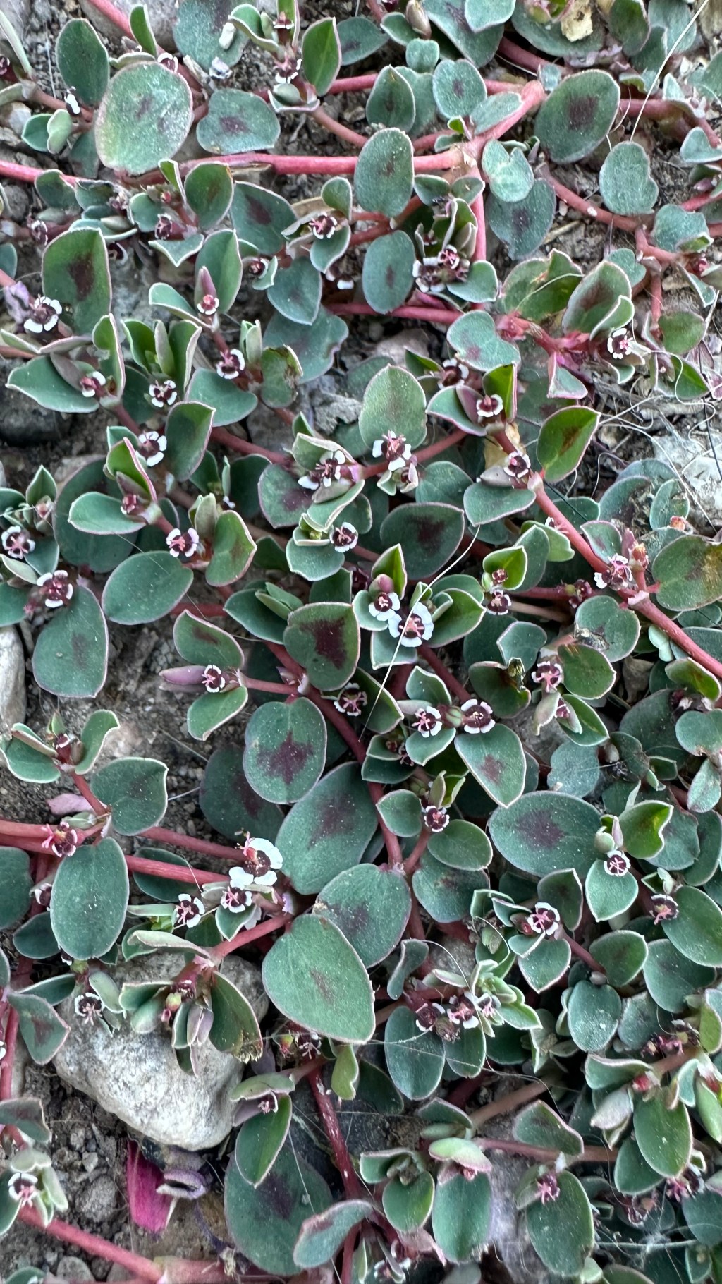 Spring Flowers, Tucson, Part 21: Rattlesnake Weed (Euphorbia&nbsp;albomarginata)