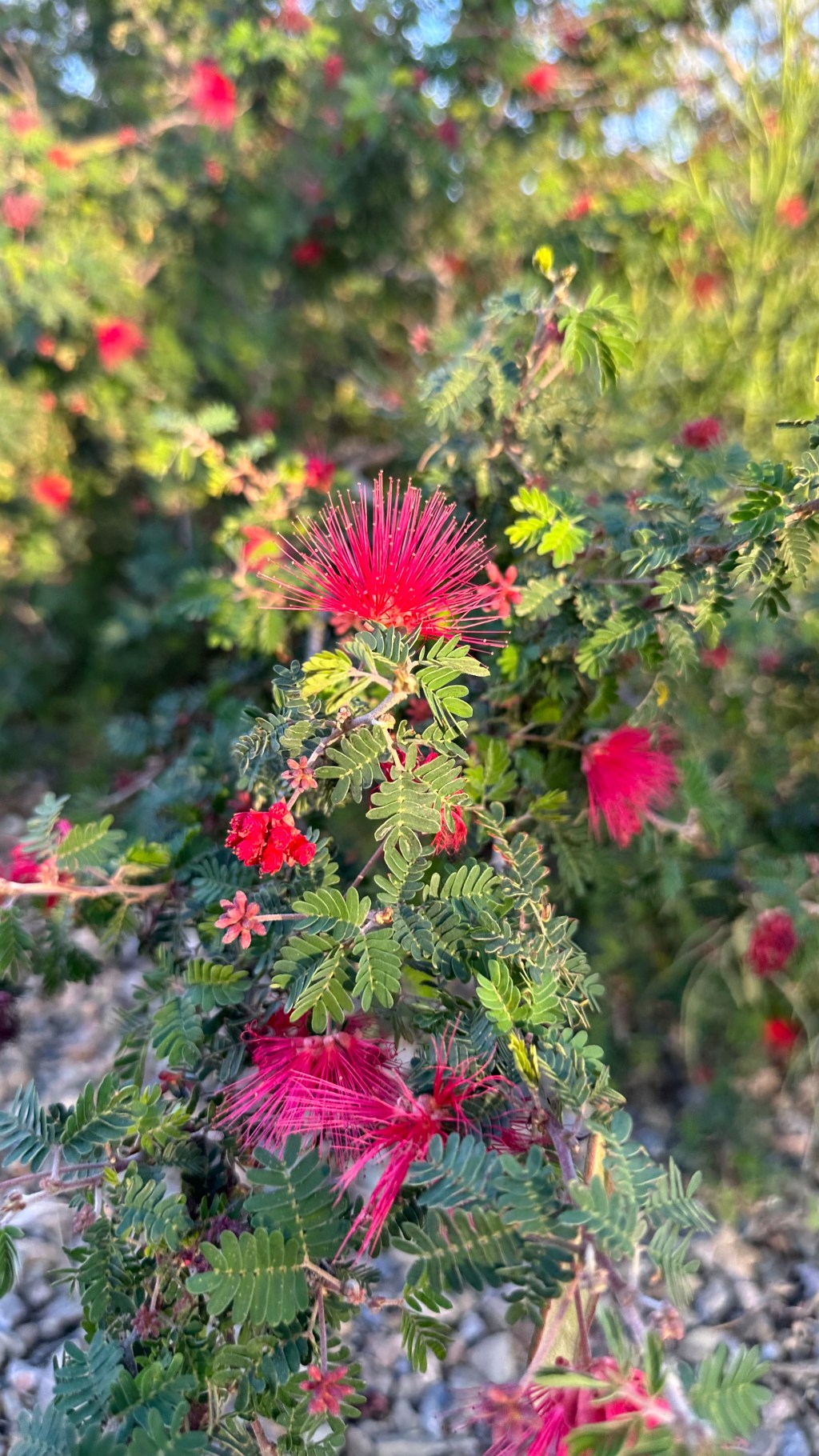 Spring Flowers, Tucson, Part 16:&nbsp;Fairyduster