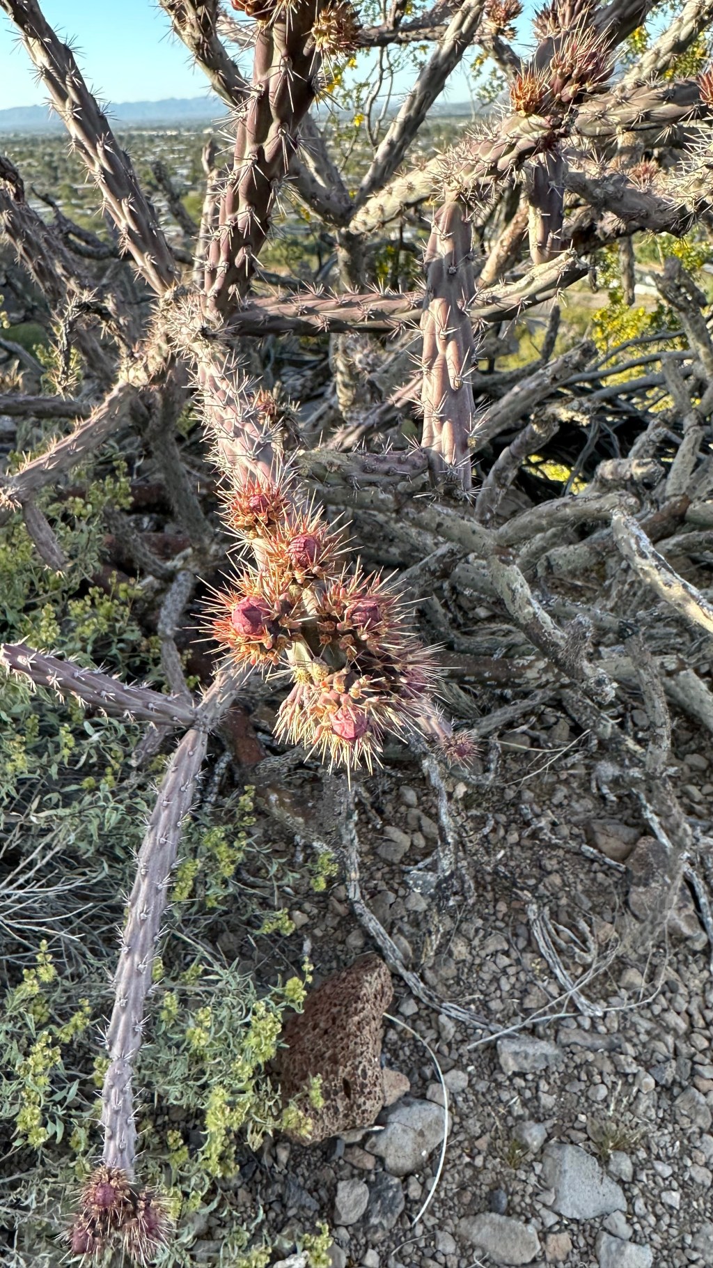 Spring Flowers, Tucson, Part 18: Cholla&nbsp;Buds!