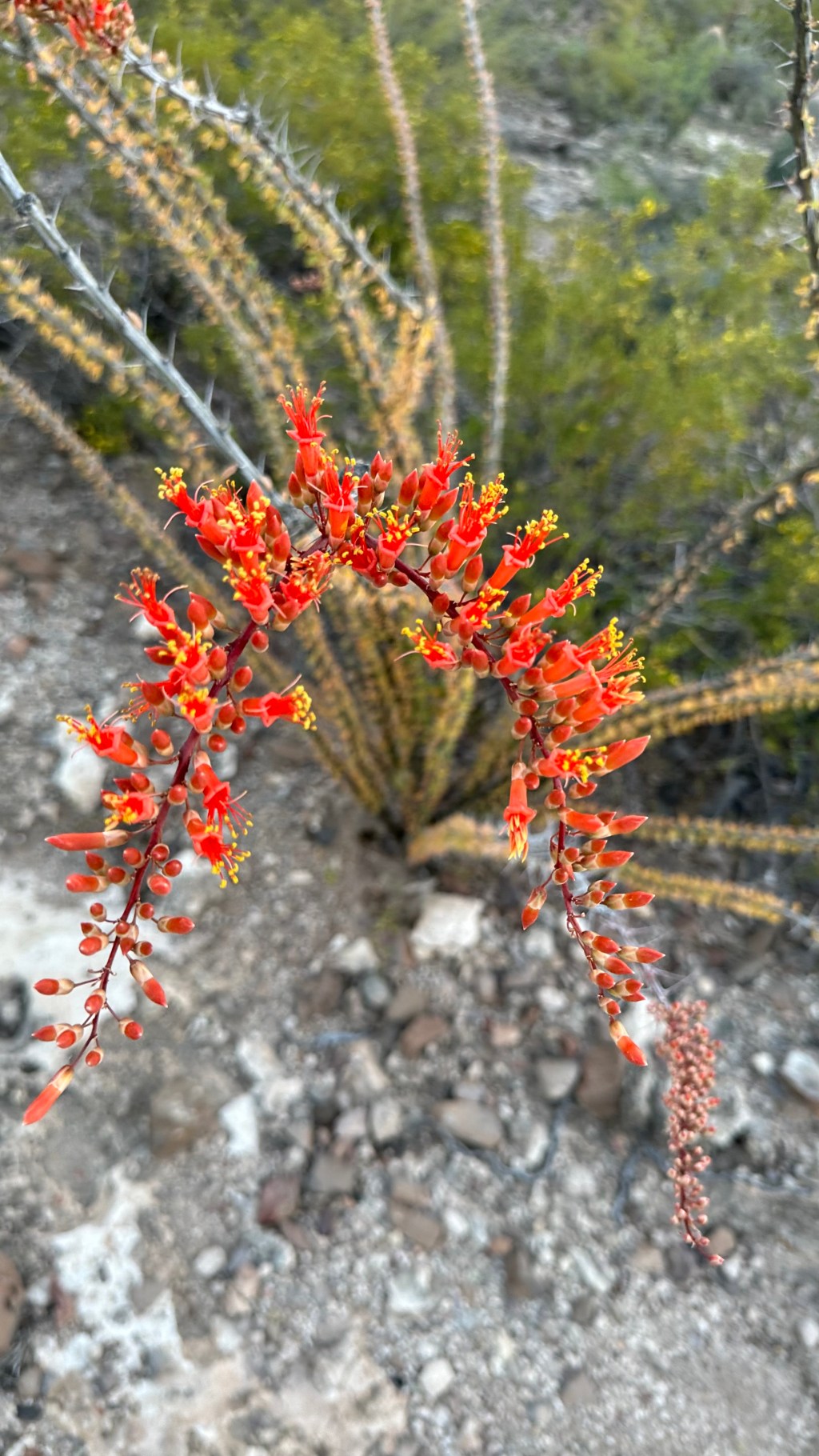 Spring Flowers, Tucson, Part 17: Ocotillo&nbsp;(II)