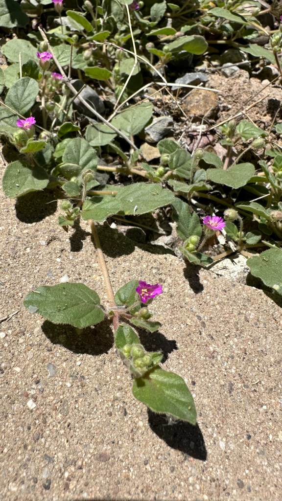 Spring Flowers, Tucson, Part 22: Annual Windmills (Allionia&nbsp;choisyi)