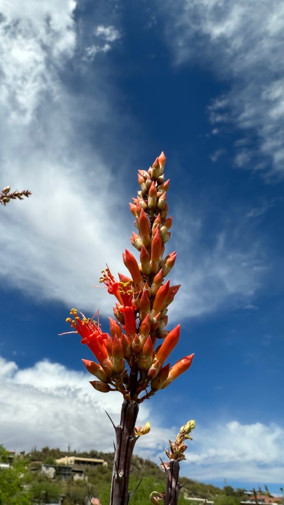 Spring Flowers, Tucson, Part 17b: Bonus&nbsp;Ocotillo!