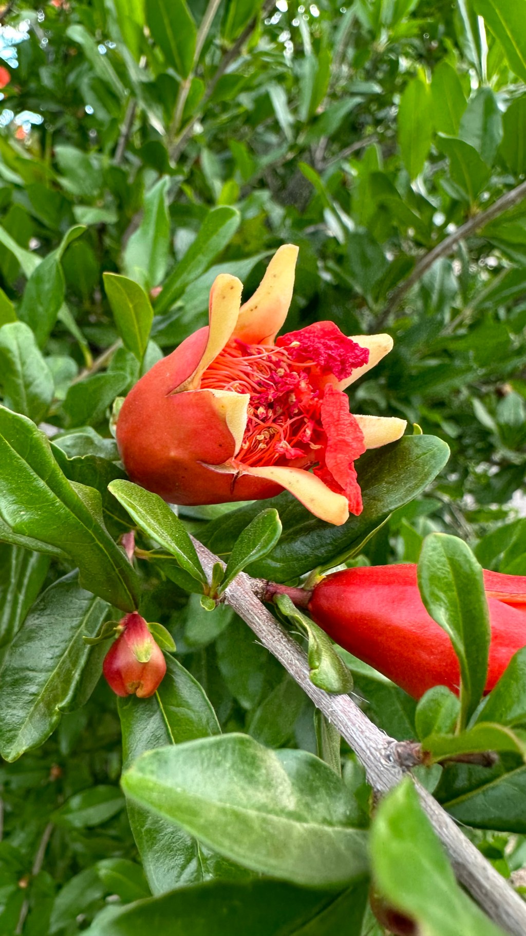 Spring Flowers, Tucson, Part 28: A Pomegranate&nbsp;Tree