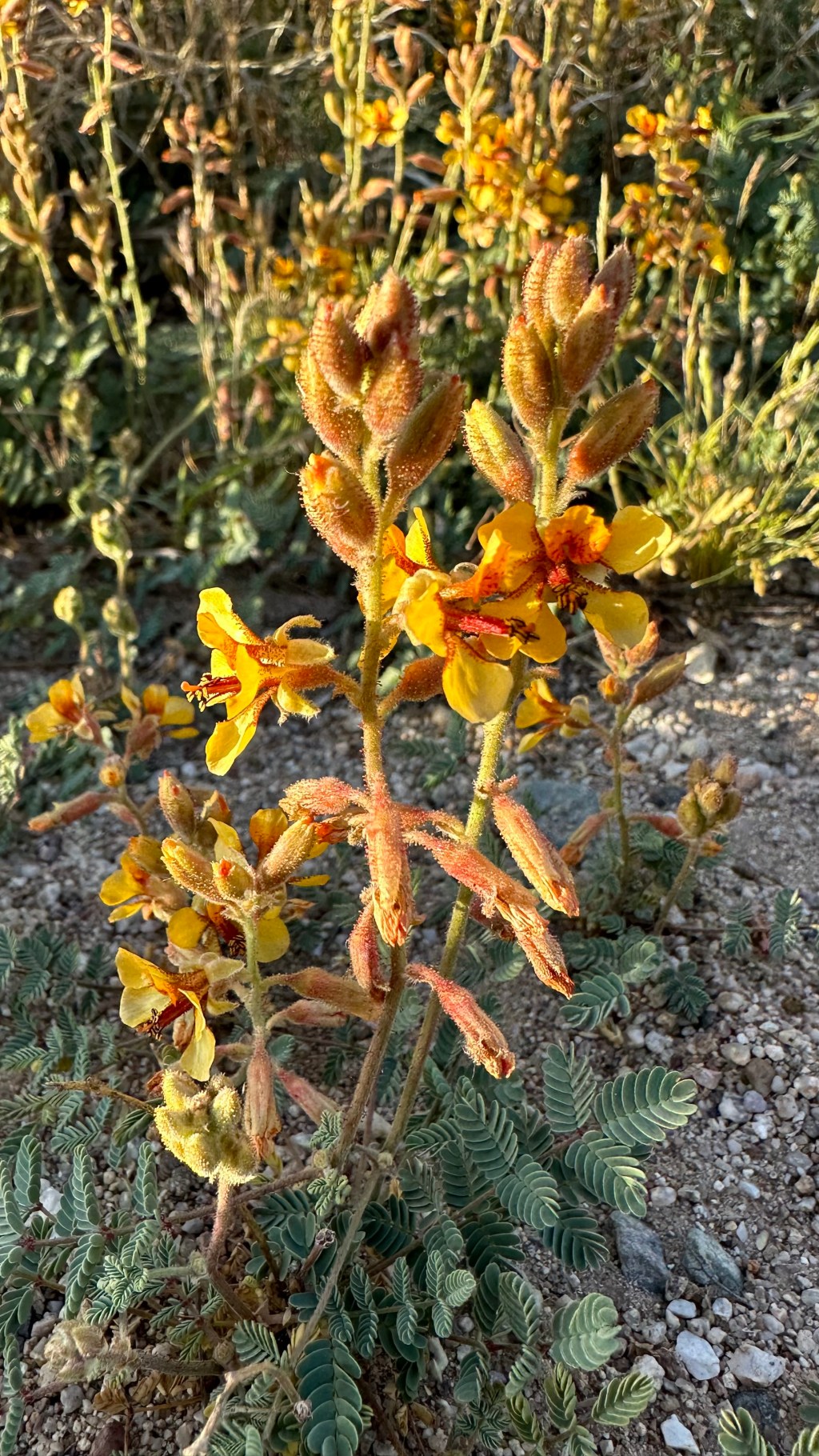 Spring Flowers, Tucson, Part 30: Hoffmannseggia&nbsp;glauca