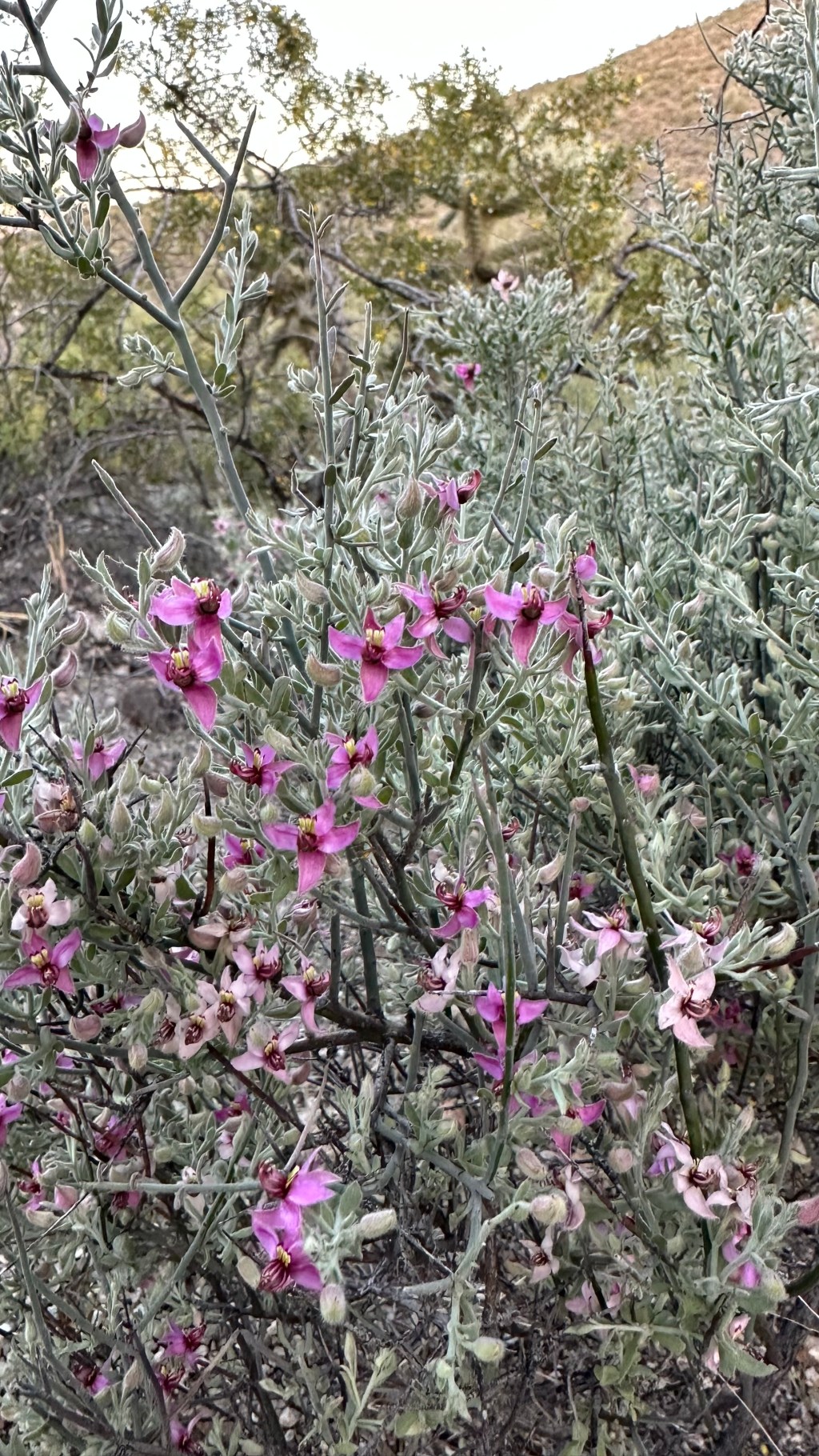 Spring Flowers, Tucson, Part 26: An Orchid-looking root parasite (Pima Rhatany, aka Krameria&nbsp;erecta)