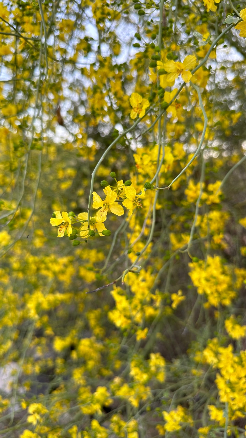 Spring Flowers, Tucson, Part 31: Palo Verde&nbsp;Trees!
