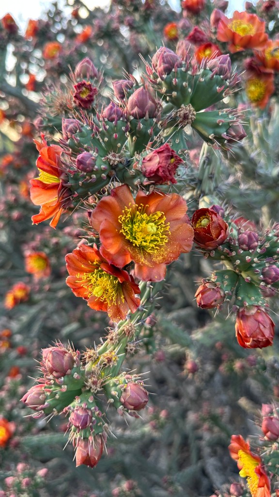 Spring Flowers, Tucson, Part 33: Red Cholla! (Cylindropuntia)