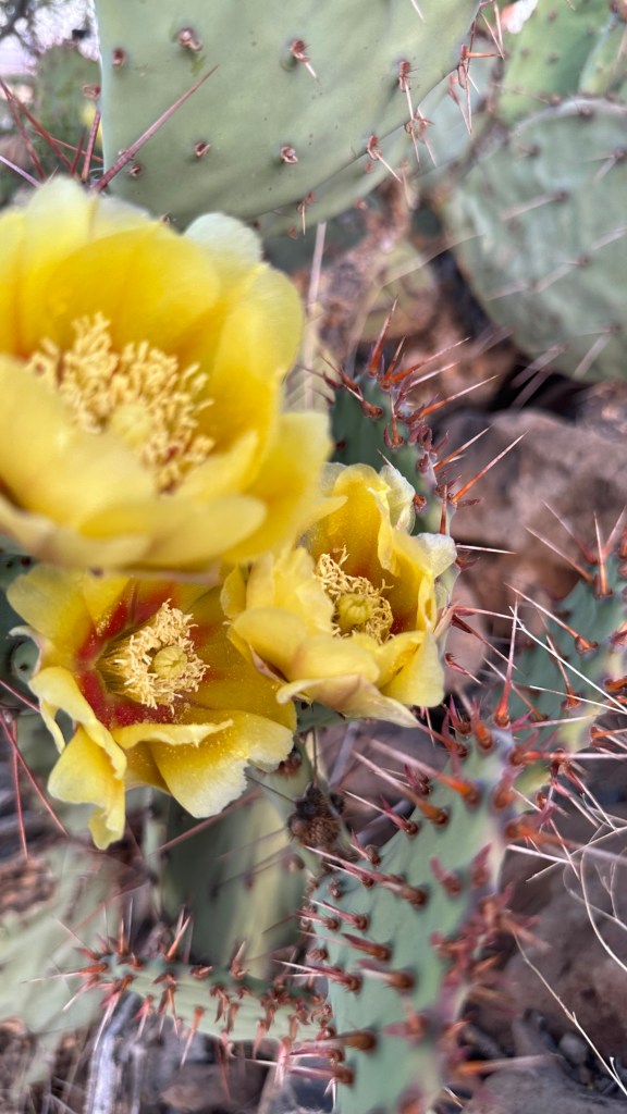 Spring Flowers, Tucson, Part 32: Prickly&nbsp;Pears!