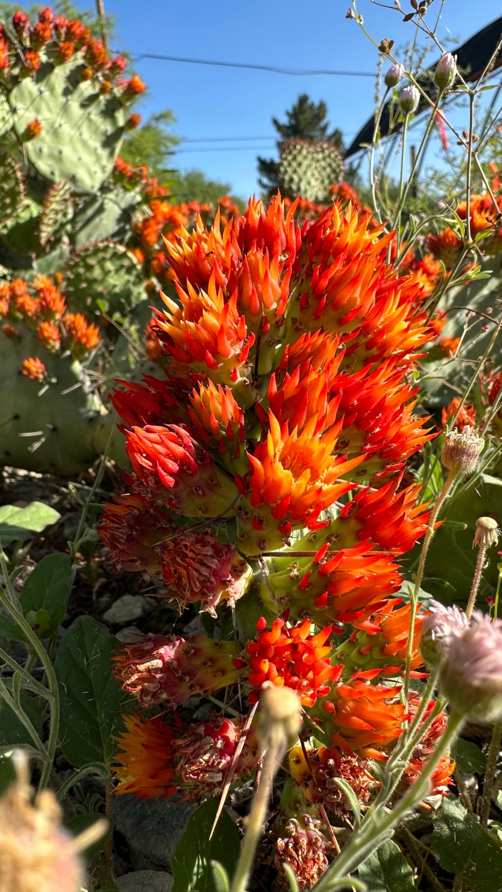 Spring Flowers, Tucson, Part 34: An Unbelievable Prickly Pear! (Opuntia&nbsp;Stenopetala)