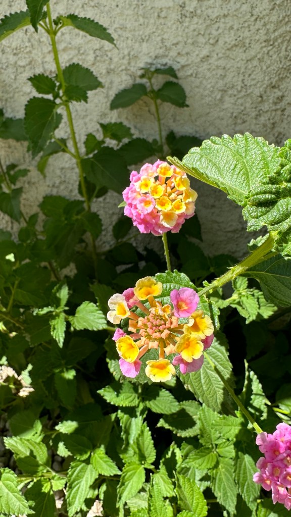Spring Flowers, Tucson, Part 37: Color-Changing Flowers! (Lantana&nbsp;camara)