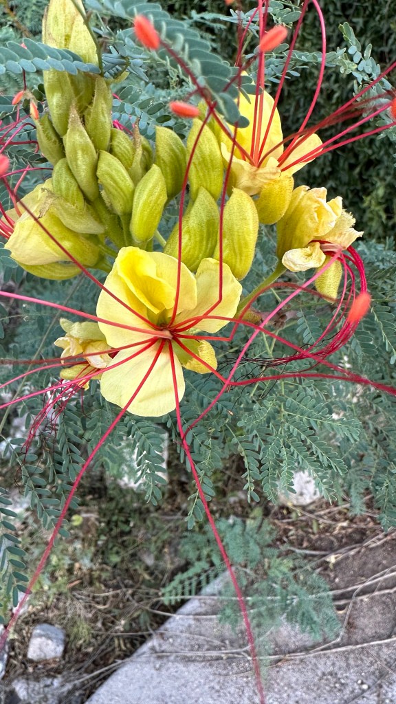 Spring Flowers, Tucson, Part 44: Desert Bird of Paradise (Erythrostemon&nbsp;gilliesii)