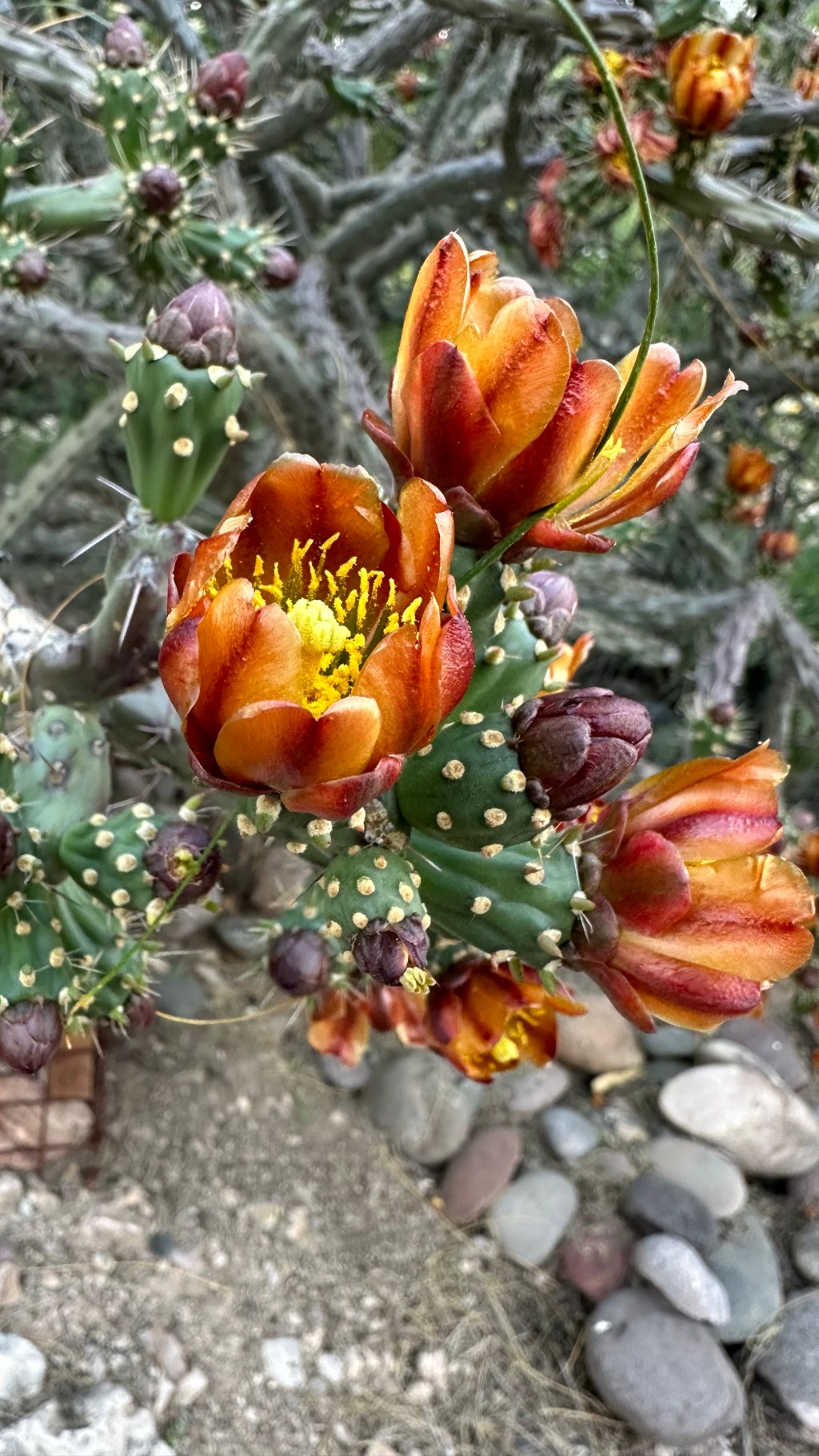 Spring Flowers, Tucson, Part 41: A Yellow-and-Brown Pinstriped&nbsp;Cholla!