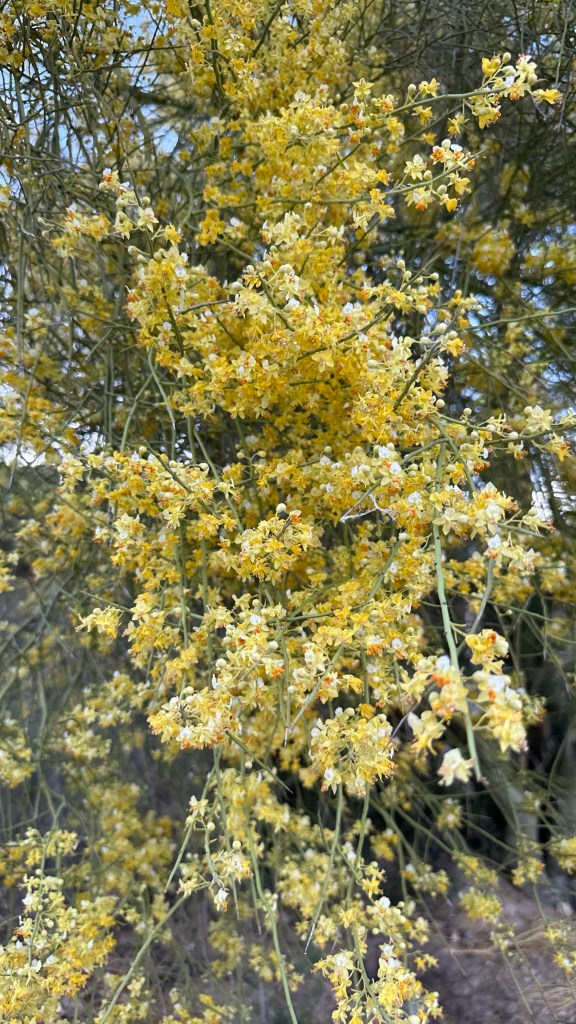 Spring Flowers, Tucson, Part 45: Foothill Palo Verde (Parkinsonia&nbsp;microphylla)