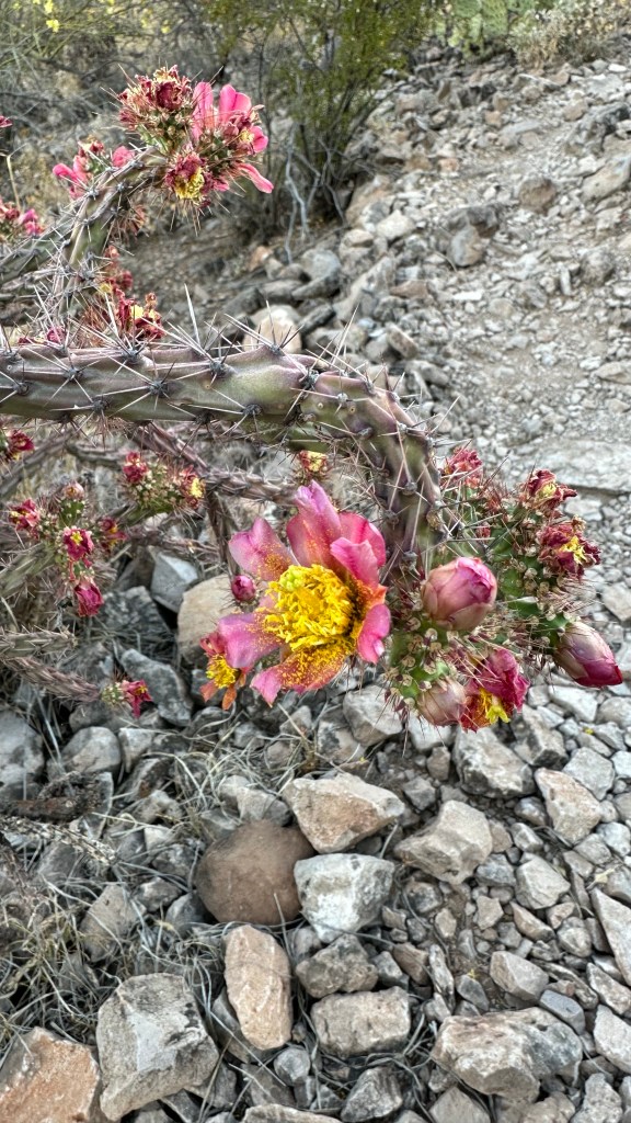 Spring Flowers, Tucson, Part 42: Another Cholla&nbsp;Surprise