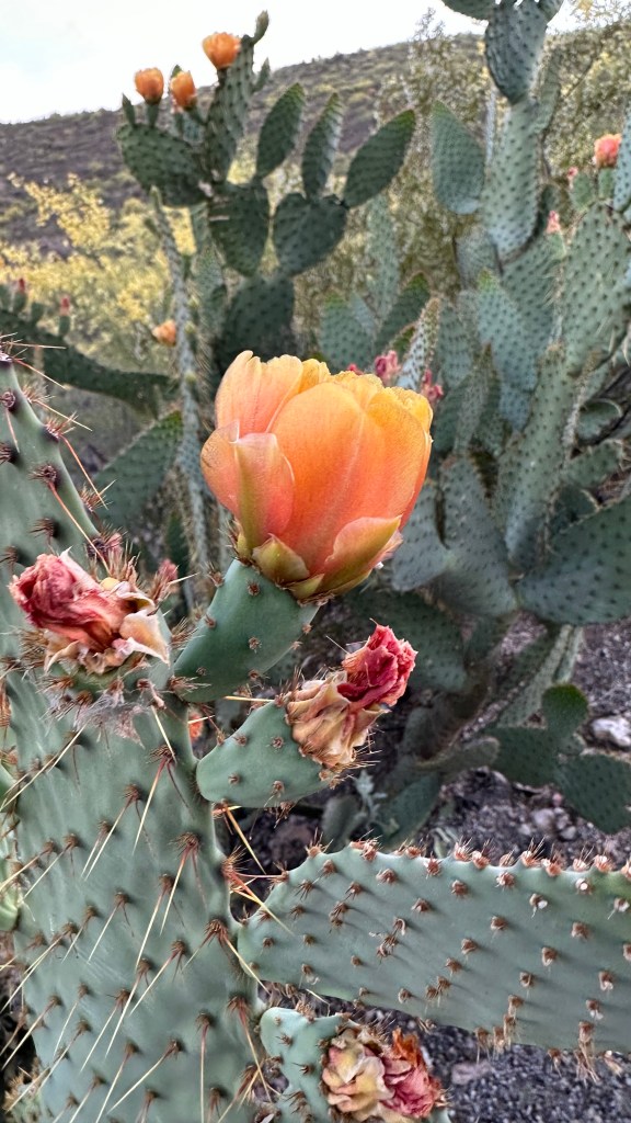 Spring Flowers, Tucson, Part 43: Cow’s Tongue Prickly Pear (Opuntia Englemannii v.&nbsp;linguiformis)