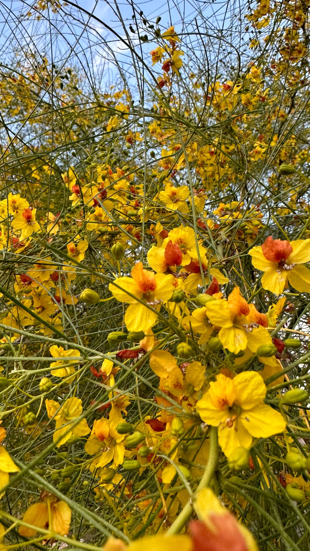 Spring Flowers, Tucson, Part 46: Mexican Palo Verde (Parkinsonia&nbsp;aculeata)