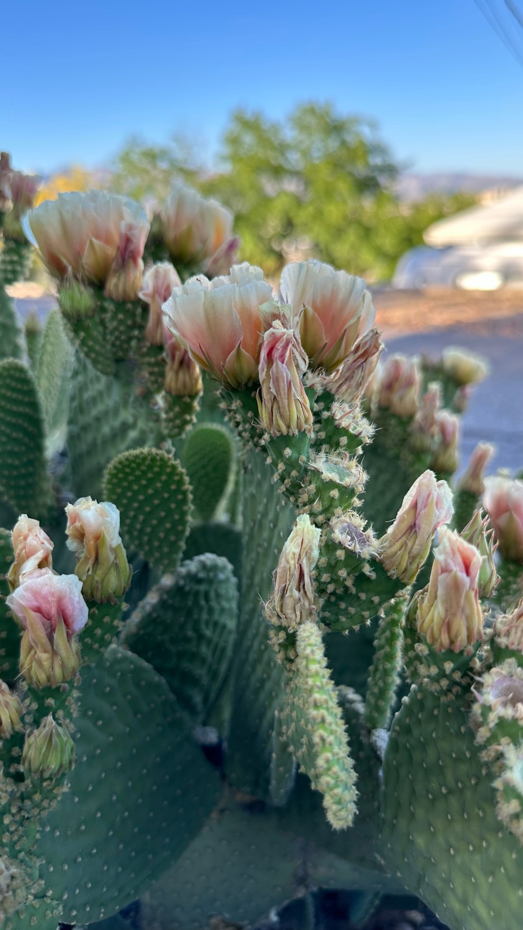 Spring Flowers, Tucson, Part 49: Opuntia&nbsp;Microdasys