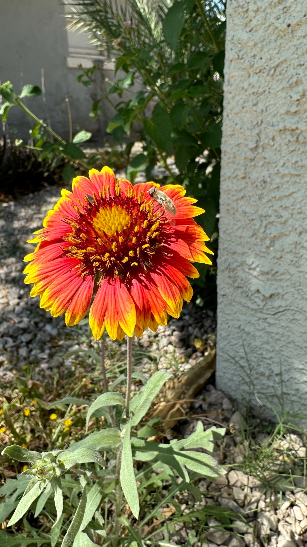 Spring Flowers, Tucson, Part 50: Firewheel (Gaillardia&nbsp;pulchella)