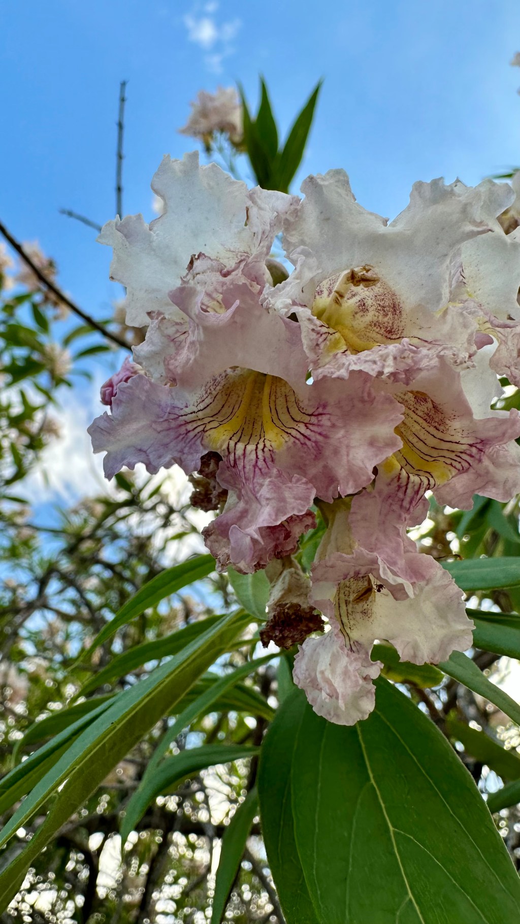 Spring Flowers, Tucson, Part 53: Chitalpa, or what you get when you mix Desert Willow with&nbsp;Catalpa