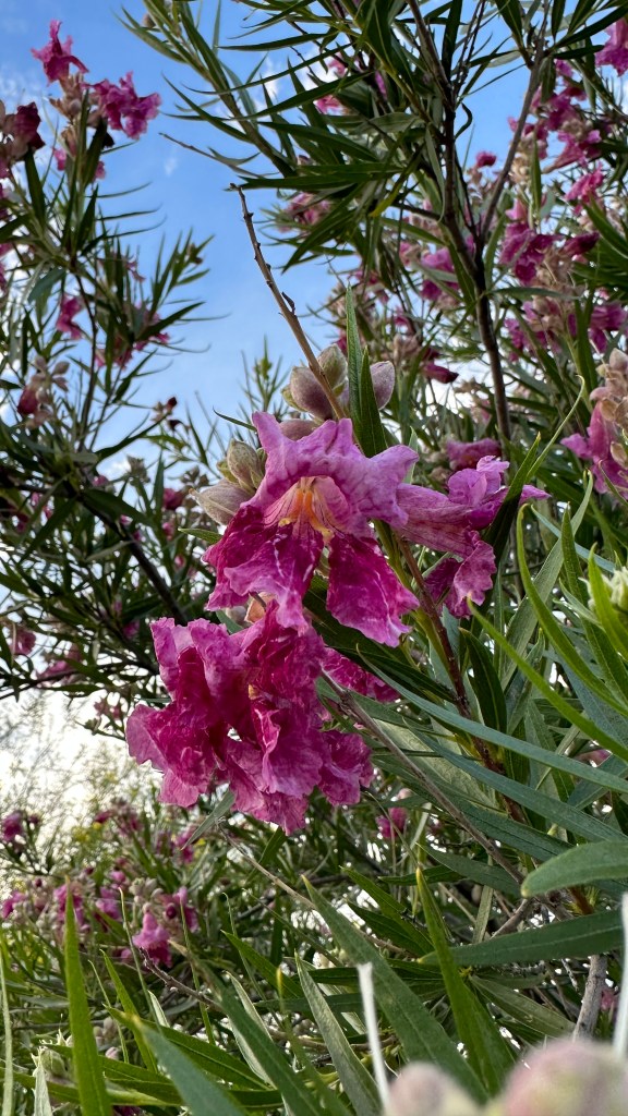 Spring Flowers, Tucson, Part 52: Desert Willow (Chilopsis&nbsp;linearis)