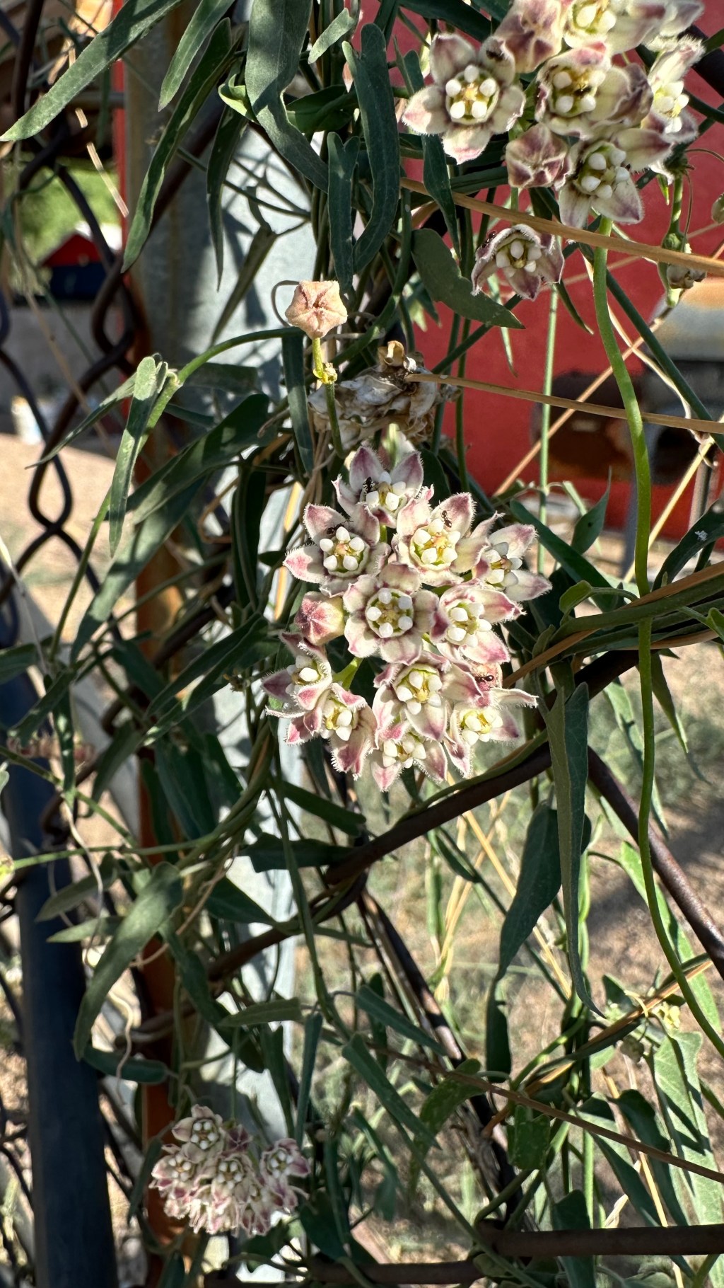 Spring Flowers, Tucson, Part 54: Climbing Milkweed! (Funastrum&nbsp;cynanchoides)