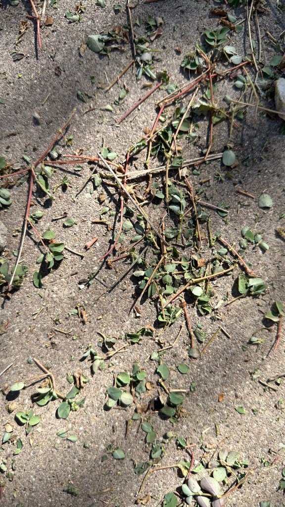 Why are we like this?! (poem +&nbsp;audio)